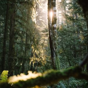 Spirit Yachts | The Yachts | Sustainably sourced wood